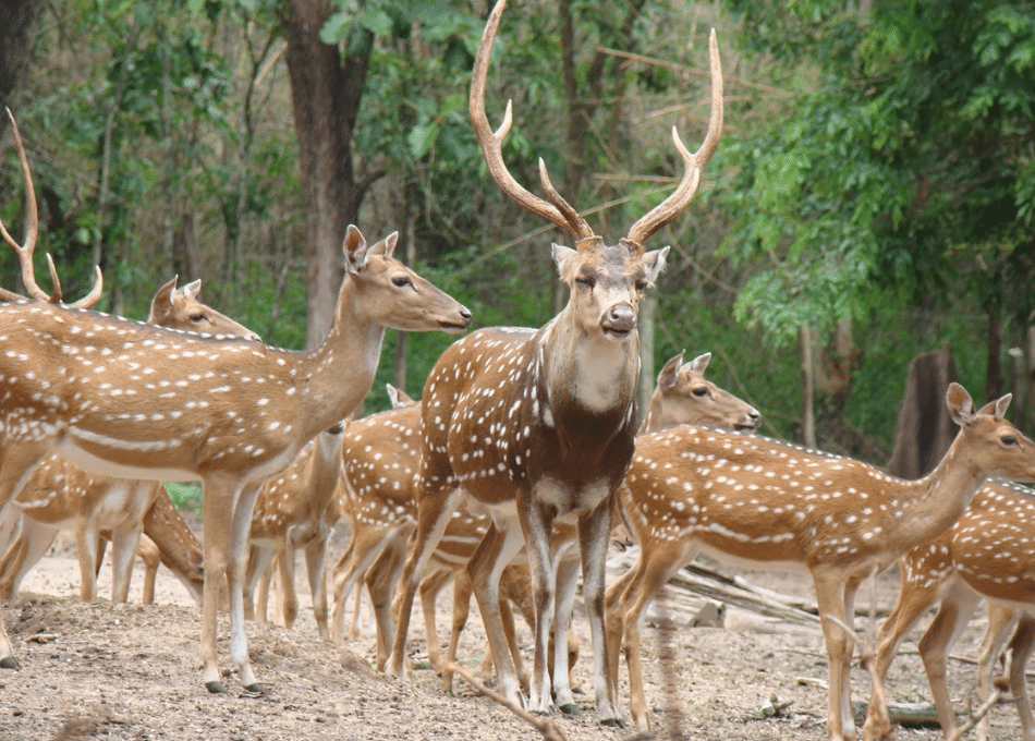 Deer Park Auroville Pondicherry – Eco-Tourism & Nature Walks by Kanishka Tours & Travels.